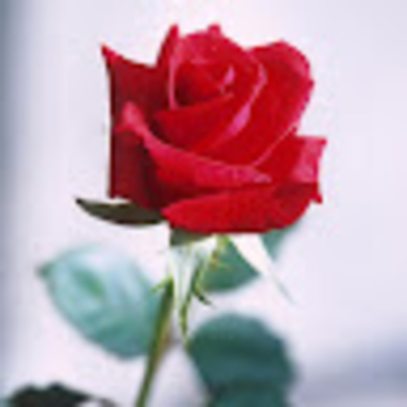 Meet your Posher, Rozie - Picture 1 of 1